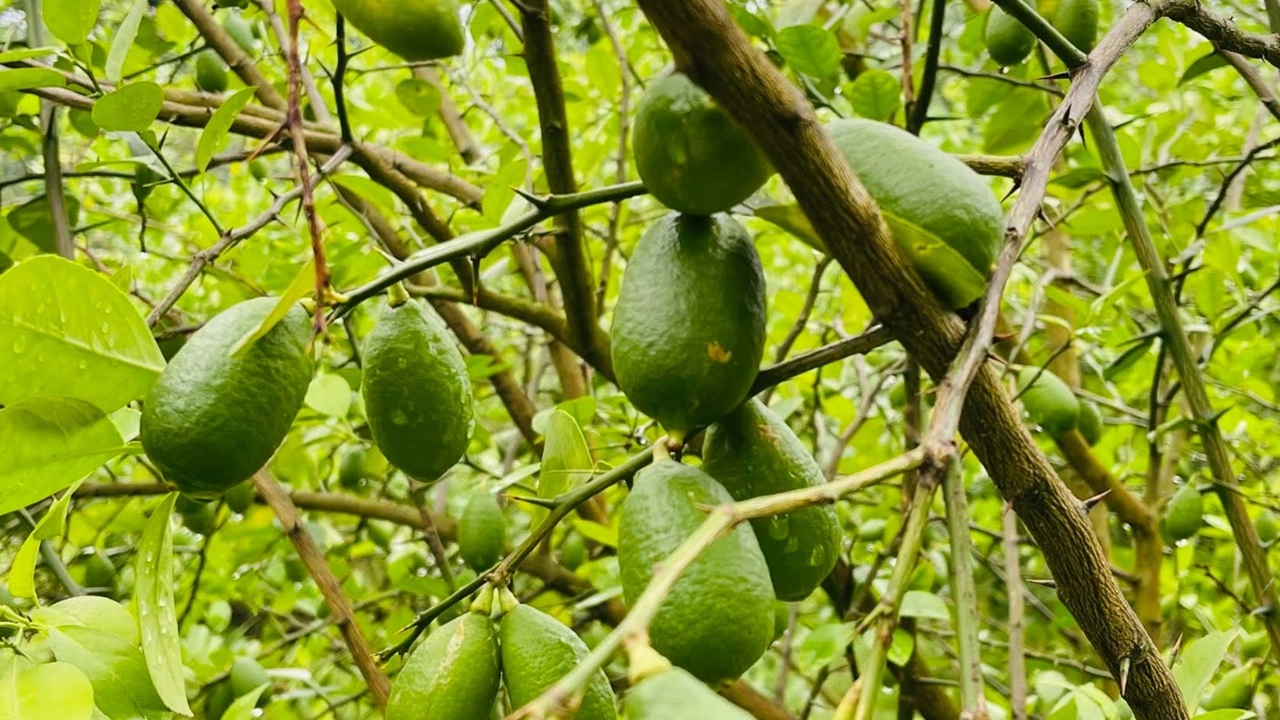 বরিশালে নিত্যপণ্যের দামে লাগামহীন ঊর্ধ্বগতি, ক্রেতাদের নাভিশ্বাস