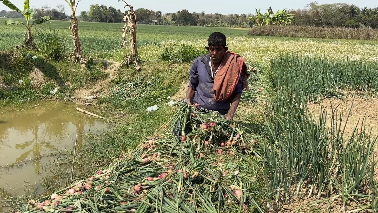 রাজবাড়ীর কালুখালীতে রাতের আঁধারে কৃষকের ফসল তুলে পুকুরে ফেলে নষ্ট করলো দুর্বৃত্তরা