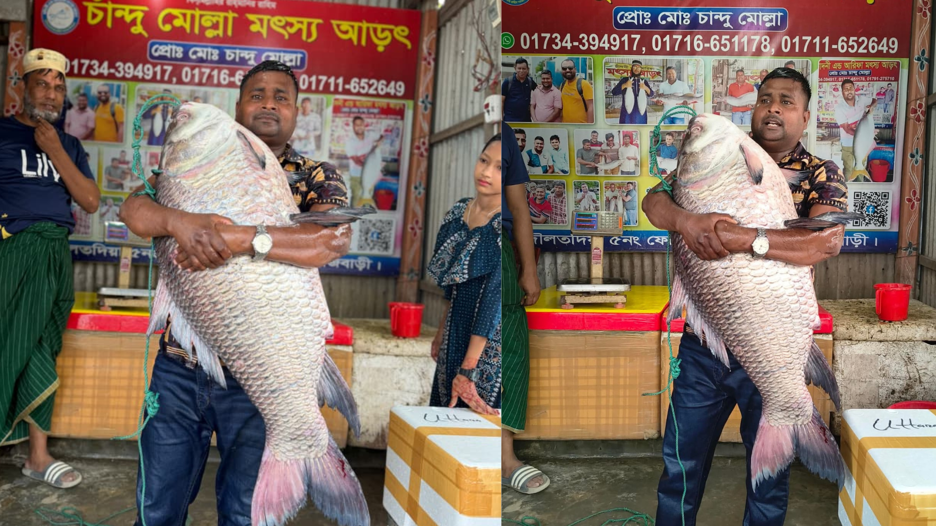 পদ্মায় ধরা বিশাল কাতল, বিক্রি প্রায় অর্ধলক্ষ টাকায়