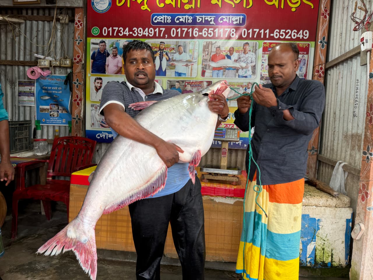 দৌলতদিয়ায় ২৫ কেজির পাঙাস বিক্রি হলো ৭১ হাজার টাকায়