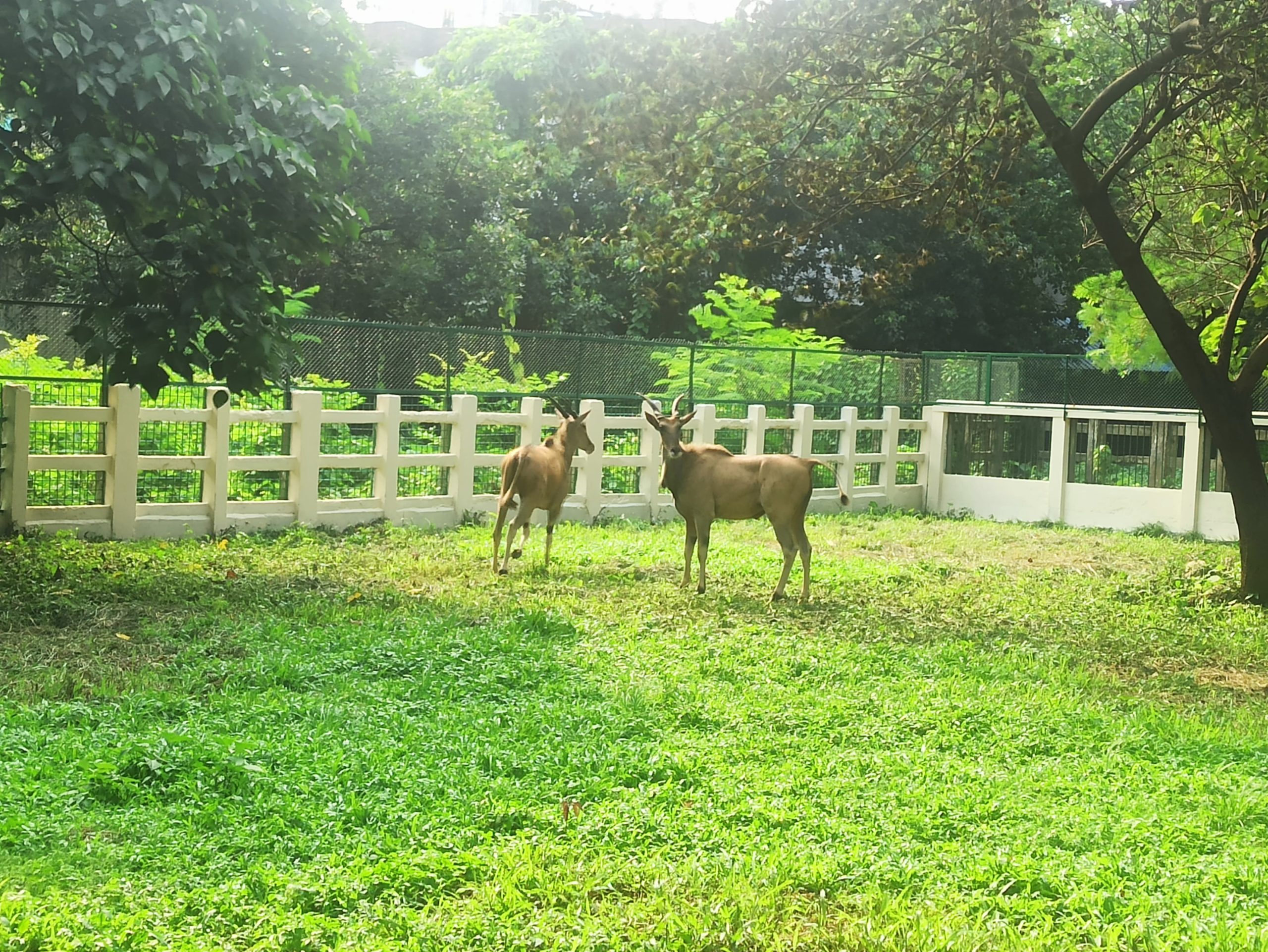 বাংলাদেশ জাতীয় চিড়িয়াখানায় নতুন বন্যপ্রাণীর সংযোজন