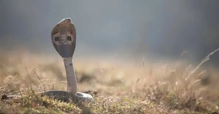 সাপে কামড়ালেই ওঝায় ভরসা, হাসপাতালে না নিয়ে প্রাণ গেল যুবকের