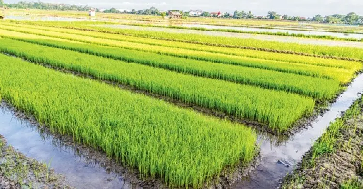 বৃষ্টির ঝুঁকিতে আমন ধান: বীজতলা বাঁচাতে কৃষকদের জরুরি পরামর্শ