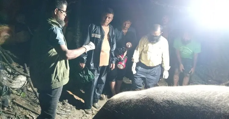পাহাড় ধসে আহত হাতির জরুরি চিকিৎসায় প্রধানমন্ত্রীর নির্দেশ