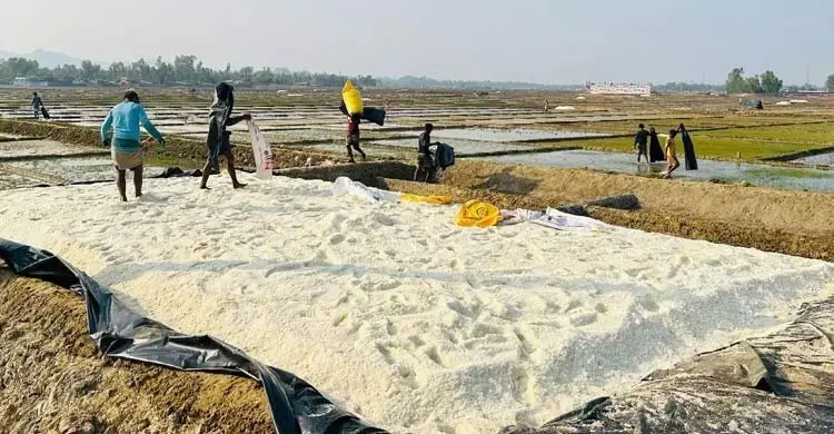 লবণচাষিদের স্বল্পসুদে ঋণ ও ন্যায্যমূল্য নিশ্চিতে সরকারের বিভিন্ন উদ্যোগ