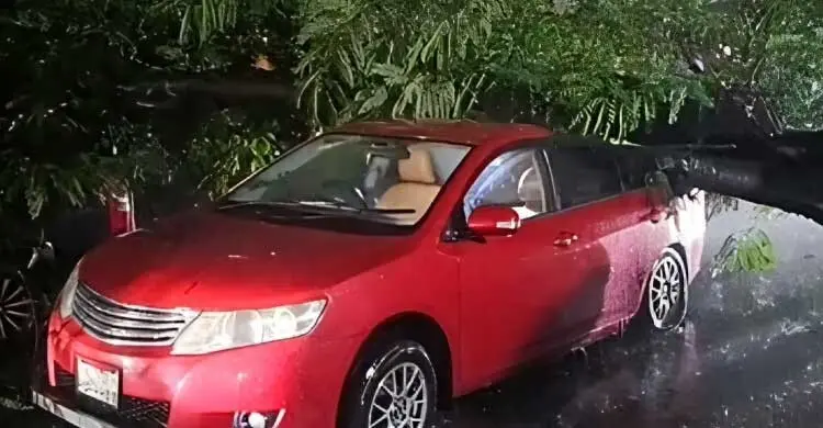 ধানমন্ডিতে বৃষ্টির দাপটে গাছ পতন, তিন প্রাইভেটকারের ব্যাপক ক্ষতি