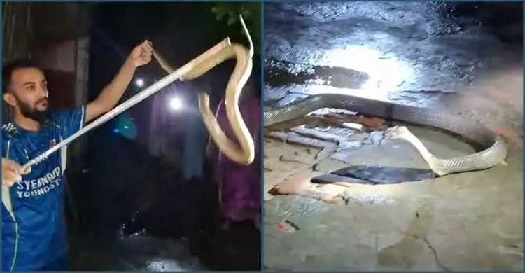 চট্টগ্রামের বাড়িতে ২৫ ডিমসহ পদ্মগোখরা, নিরাপদে উদ্ধার