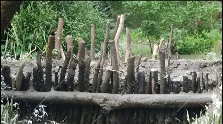 গলাচিপায় সংরক্ষিত বনের খালে বাঁধ দিয়ে মাছ শিকার, হুমকির মুখে জীববৈচিত্র্য