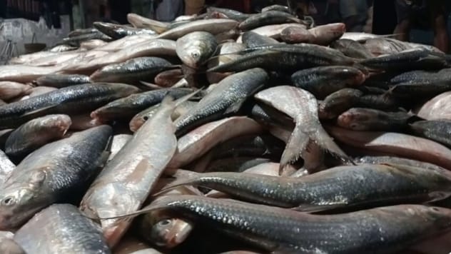 কুয়াকাটায় এক ট্রলারে ৪৬ মণ ইলিশ, বিক্রি ৪৮ লাখ ৫০ হাজার টাকা