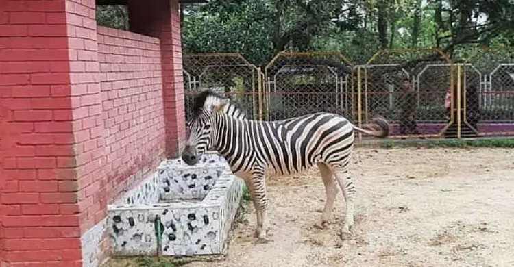 একলা জেব্রাকে সঙ্গী দিতে বাঘ বিনিময়ের উদ্যোগ চট্টগ্রাম চিড়িয়াখানার