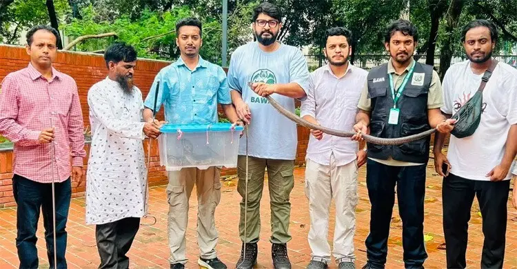 লঞ্চে ৬ বিষধর গোখরা নিয়ে ঢাকায় আসায় যুবক আটক