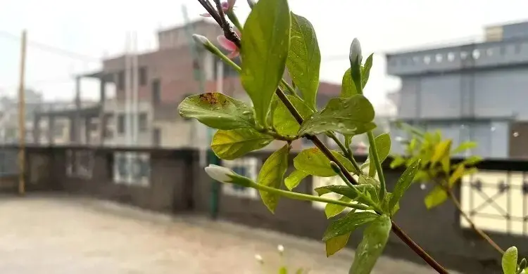 বায়ুদূষণে শীর্ষে কঙ্গোর কিনশাসা, ছয় নম্বরে ঢাকা