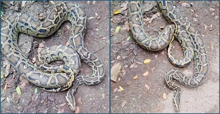 বোয়ালখালীর বাগানের জালে আটকে ১৪ কেজির অজগর, উদ্ধার করলেন রেস্কিউ টিম