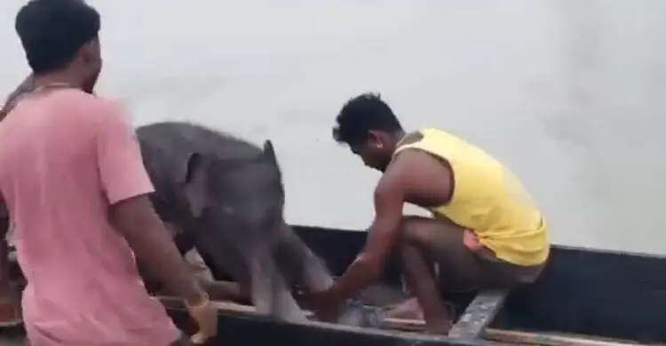 তিস্তার উত্তাল স্রোতে ভেসেছিল হাতির বাচ্চা, জেলেদের সাহসে ফিরল মায়ের কোলে