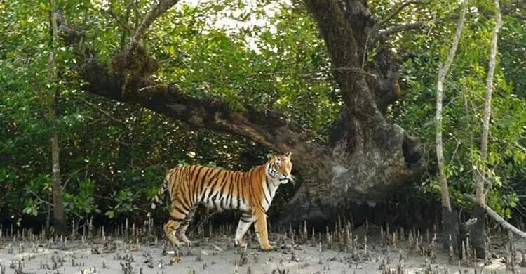 রয়েল বেঙ্গল টাইগার সংরক্ষণে আগামী দ্বিপক্ষীয় বৈঠক বাংলাদেশে