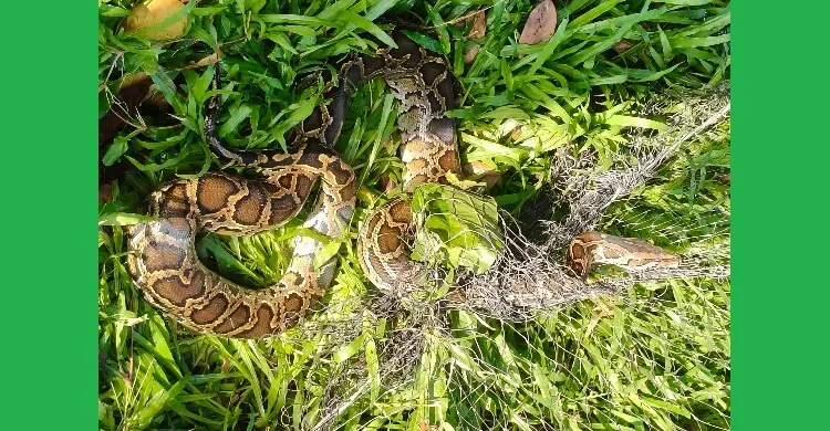 পরিত্যক্ত জালে আটকা অজগরের মুক্তি, ফিরল হাজারীখীল অভয়ারণ্যের বুকে